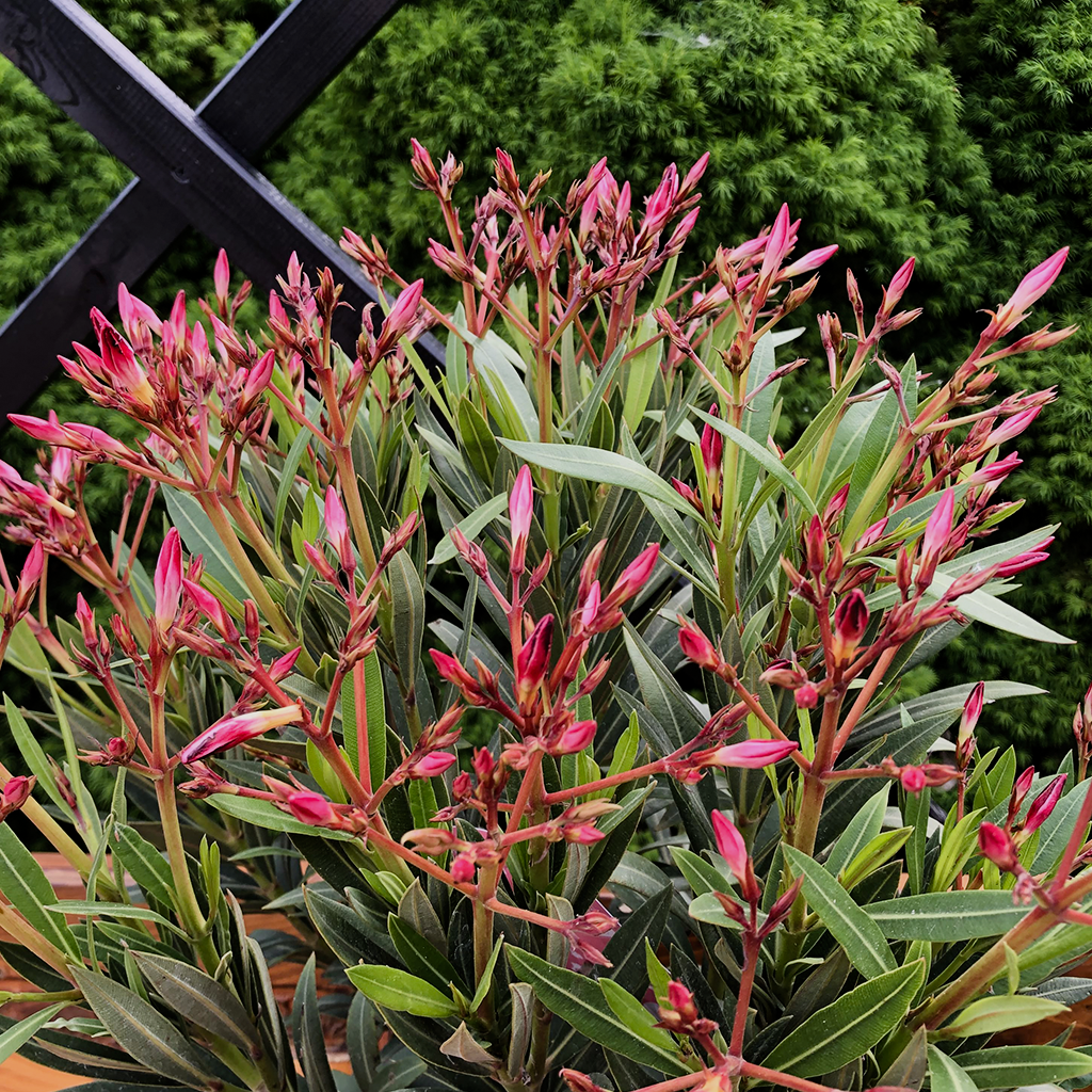 Oleander w donicy jako ozdobna roślina na słoneczny taras